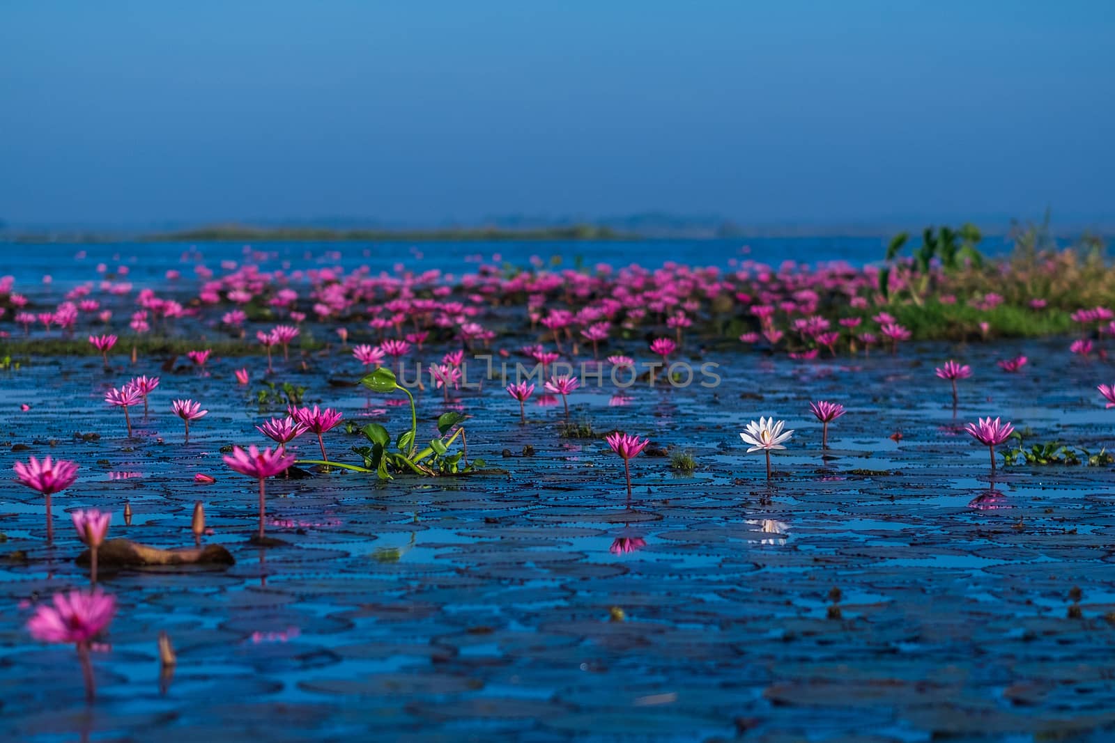 Pink and red lotus lake at Udonthani Thailand by Surasak