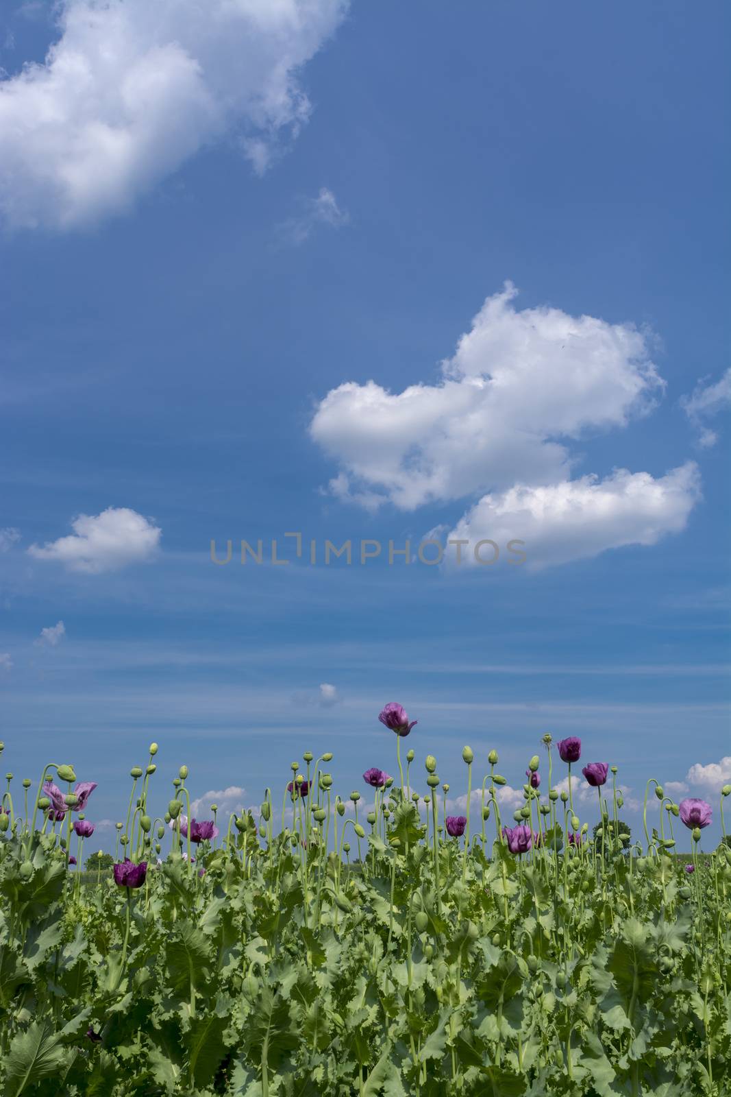 Opium poppy flowers on field (Papaver somniferum) by adamr