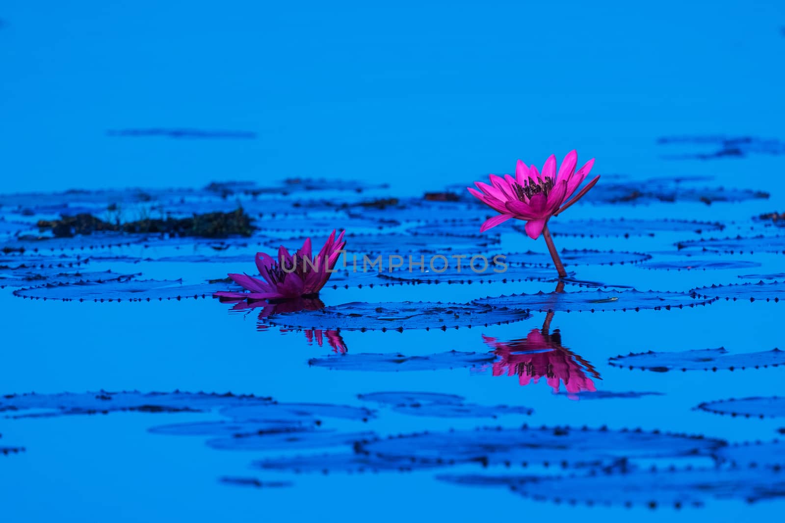 Pink and red lotus lake at Udonthani Thailand by Surasak