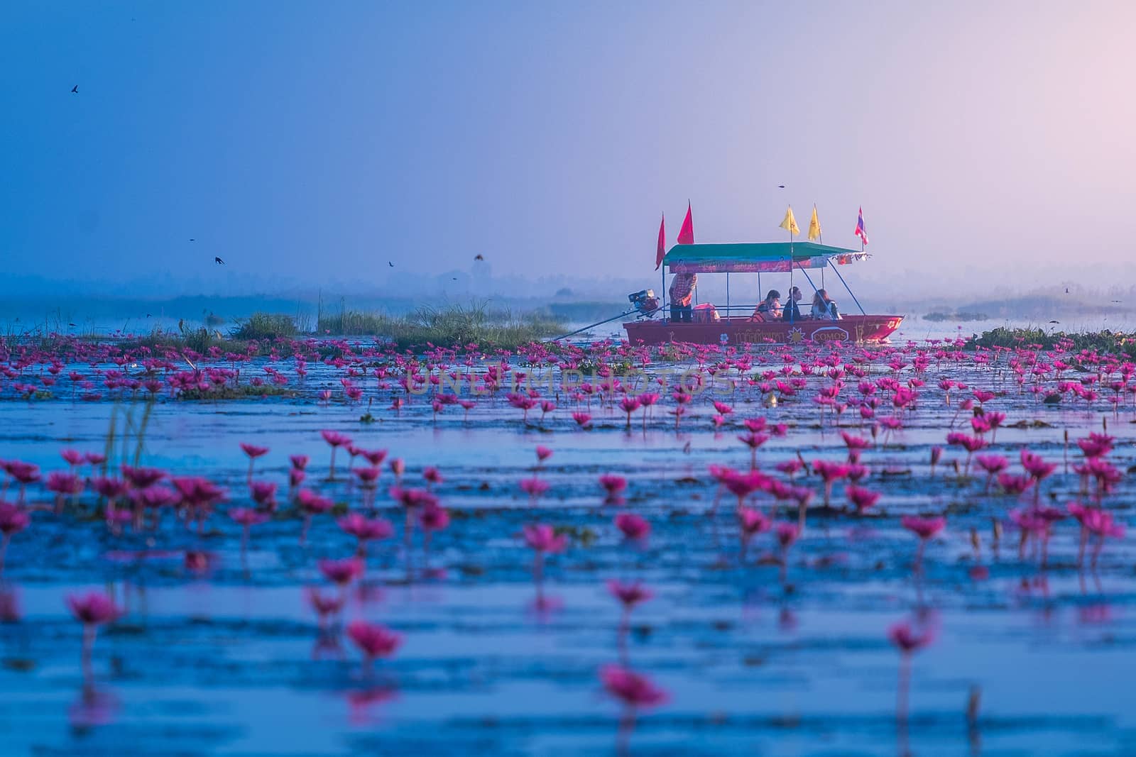 UDON THANI,Thailand - January 3 ,2016 : Boat driver in Red Lotus Sea UdonThani, Amazing Thailand