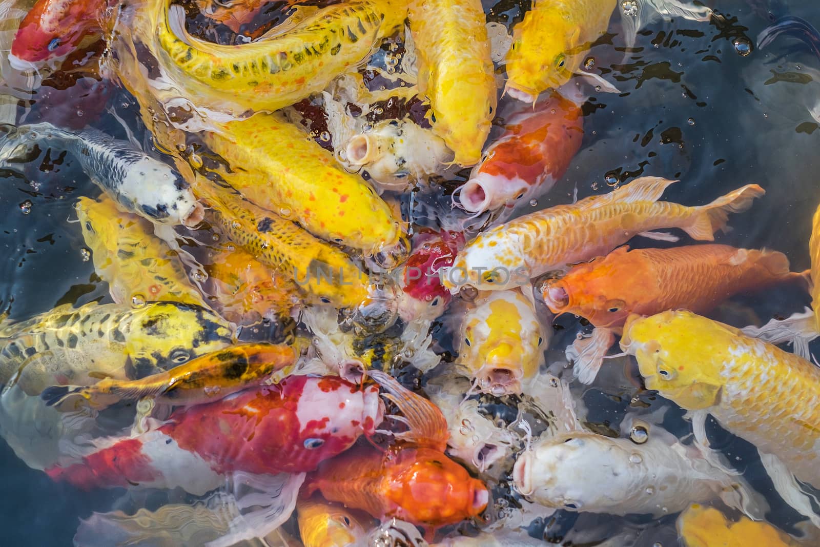 Colorful fancy carp fish, koi fish