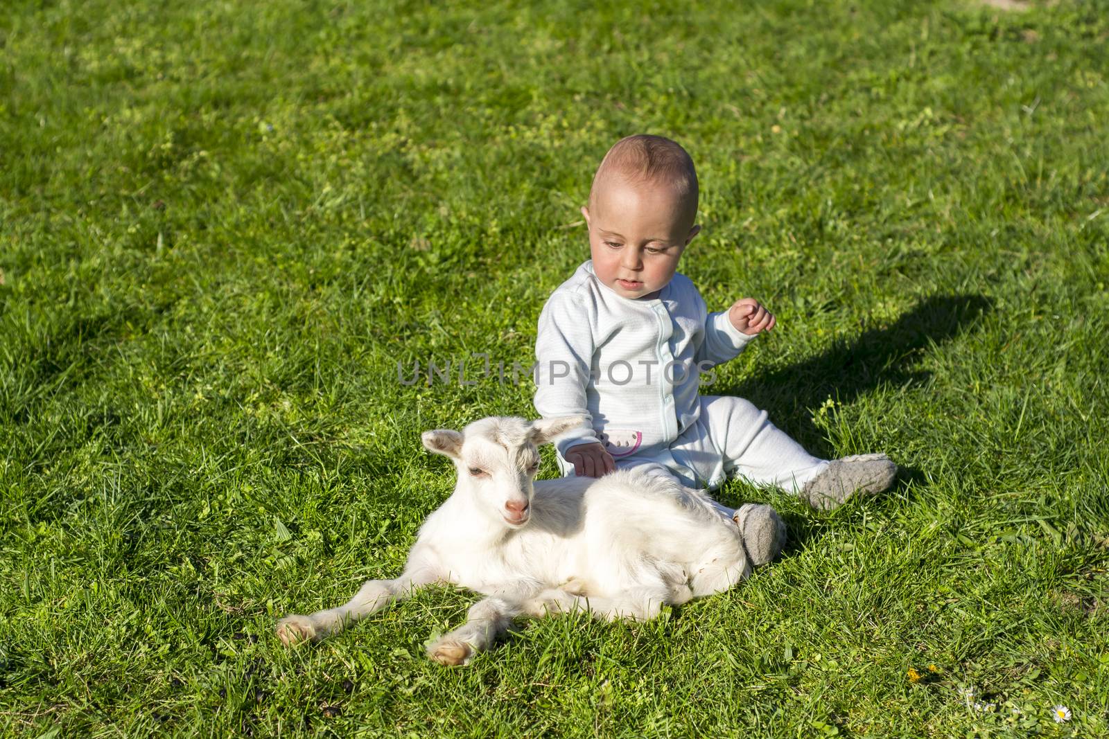 Baby boy and goatling on spring day play together by adamr