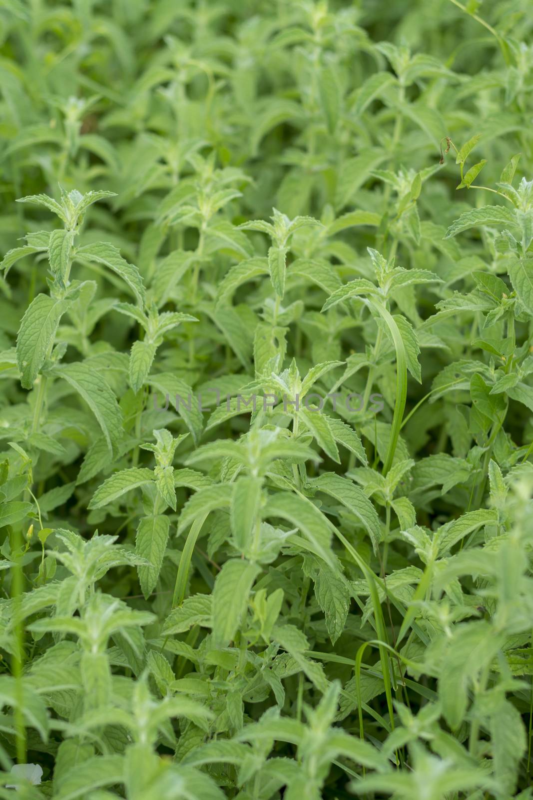 Field of green medicinal plants Mentha piperita by adamr