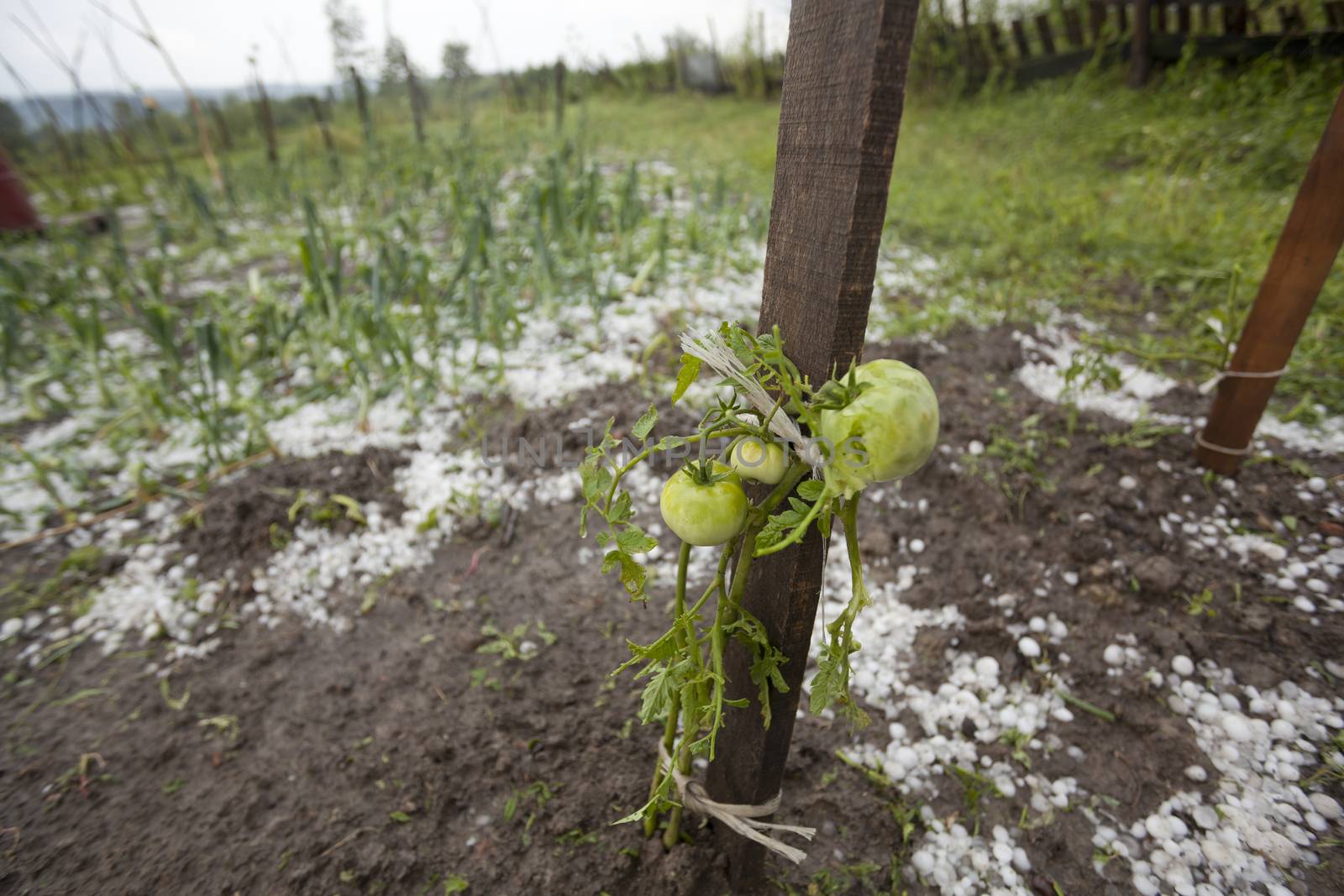 Hail damaged garden - Weather Storm Disaster