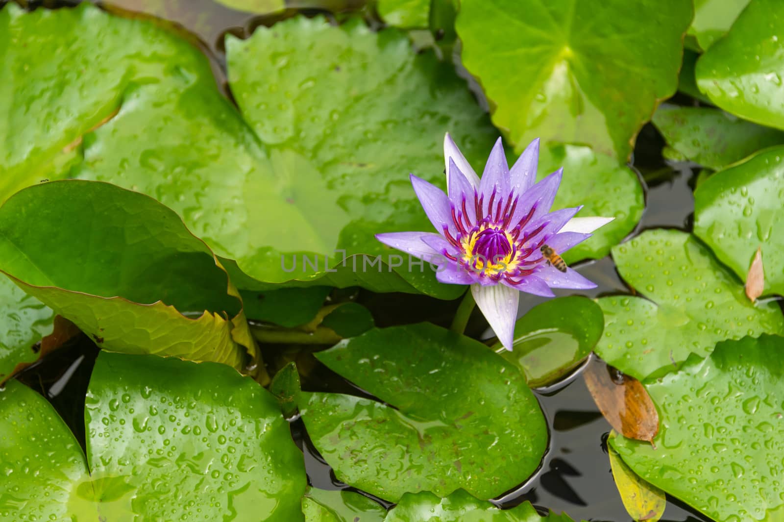 Purple  Nymphaea Water Lily (nenuphar) by mbruxelle