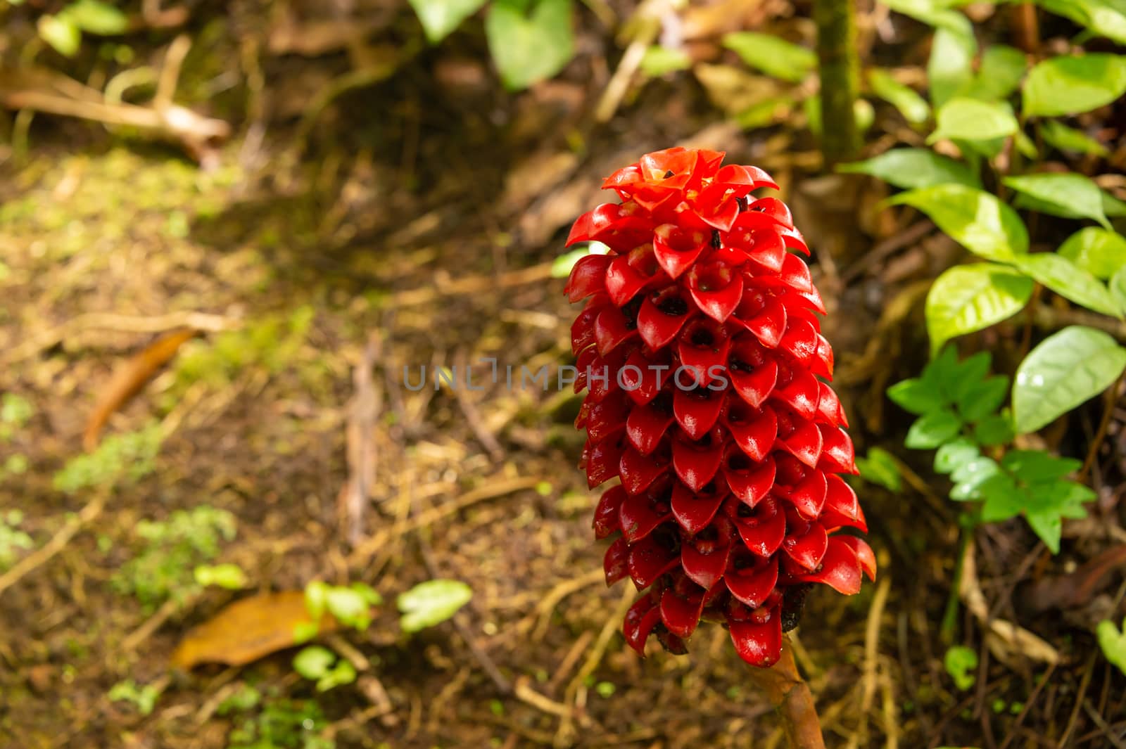 Red flower of Tapeinochilos ananassae by mbruxelle
