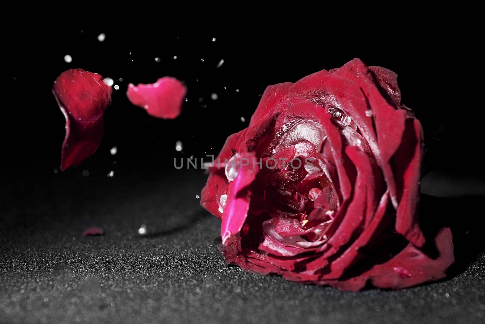 Dried roses broken on black background