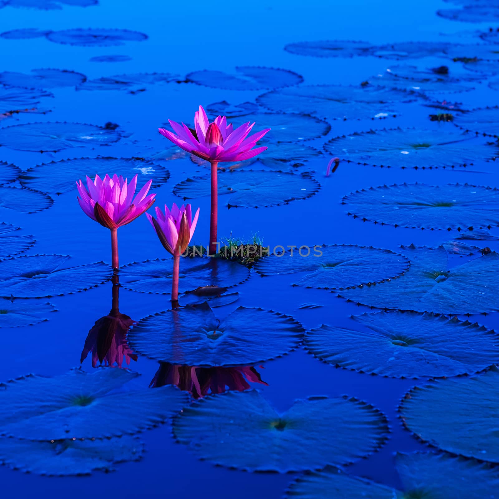Pink and red lotus lake at Udonthani Thailand by Surasak