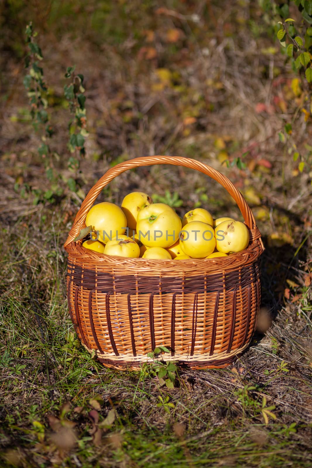 Still life autumn photo of freshly picked yellow quinces in a basket