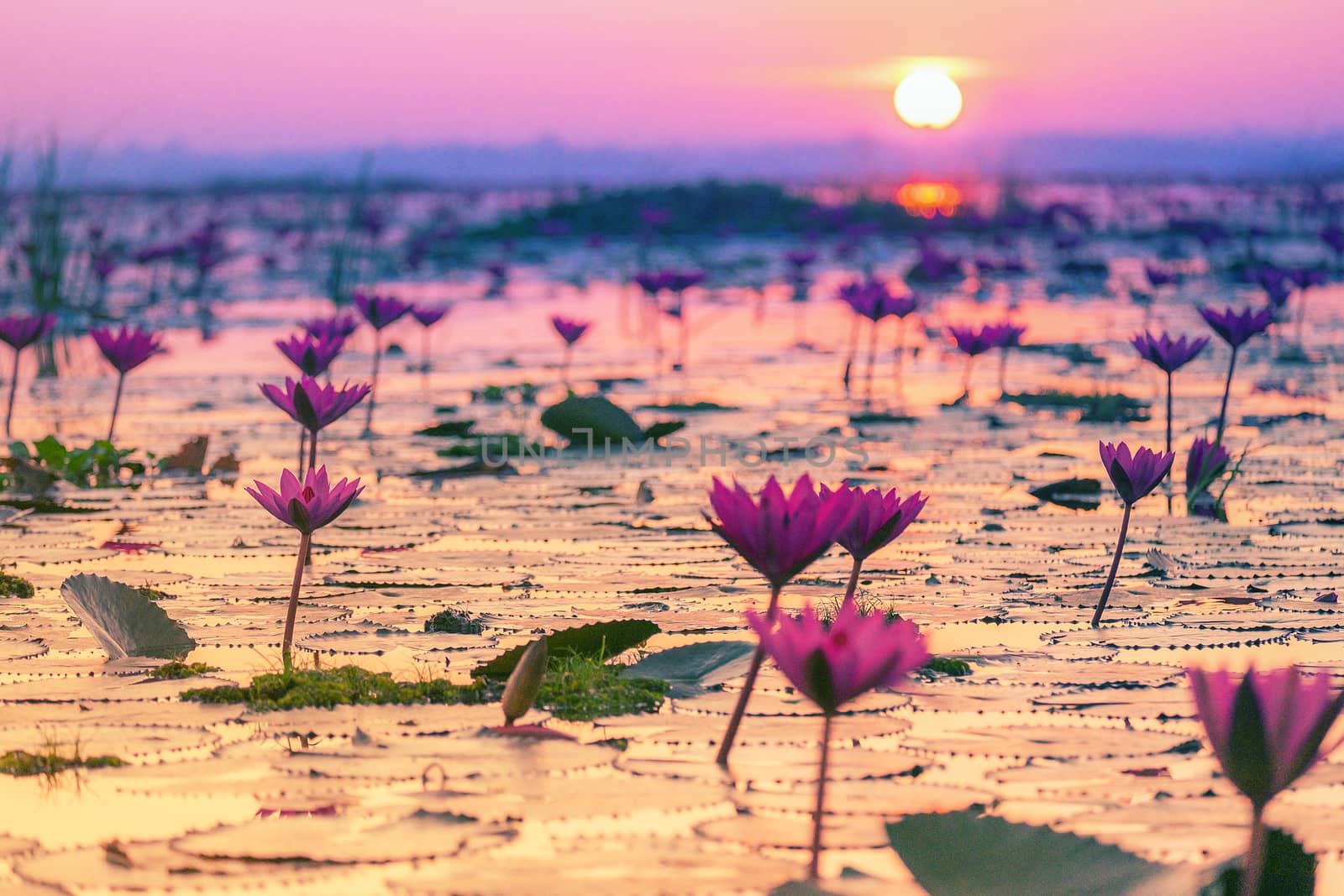 Pink and red lotus lake at Udonthani Thailand by Surasak