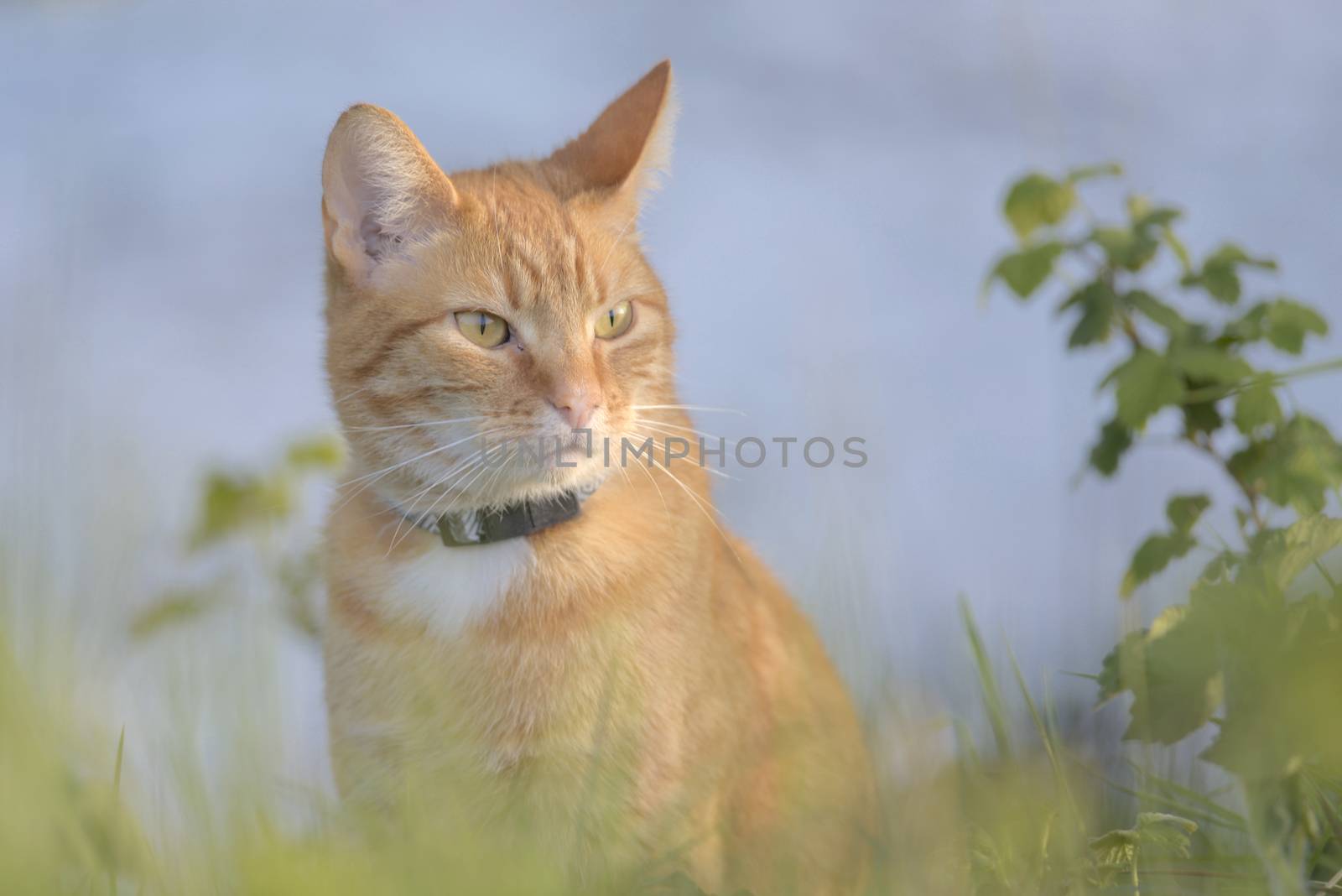 Orange tabby cat is poised among foliage, staring into the distance. The blueish background is provided by the pond that the plants all surround.