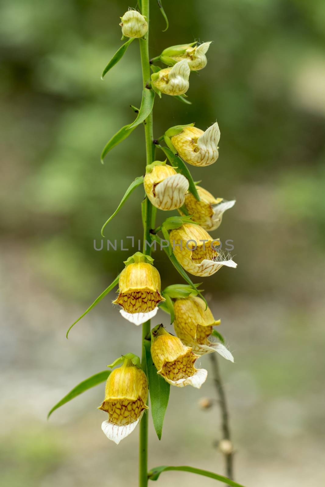 Medicinal plant flower - Digitalis lanata