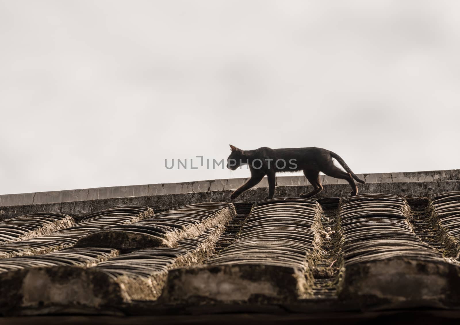 Cat stalking on tiled roof of Tulou at Unesco heritage site near Xiamen