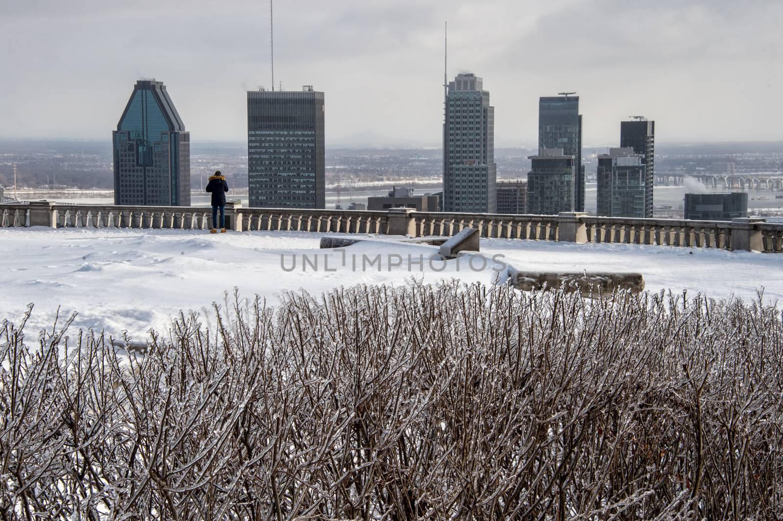 Montreal skyline in winter with bushes covered with ice by mbruxelle
