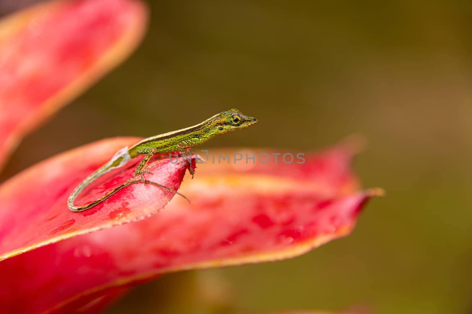 Close-up of a green baby lizard on a red leaf