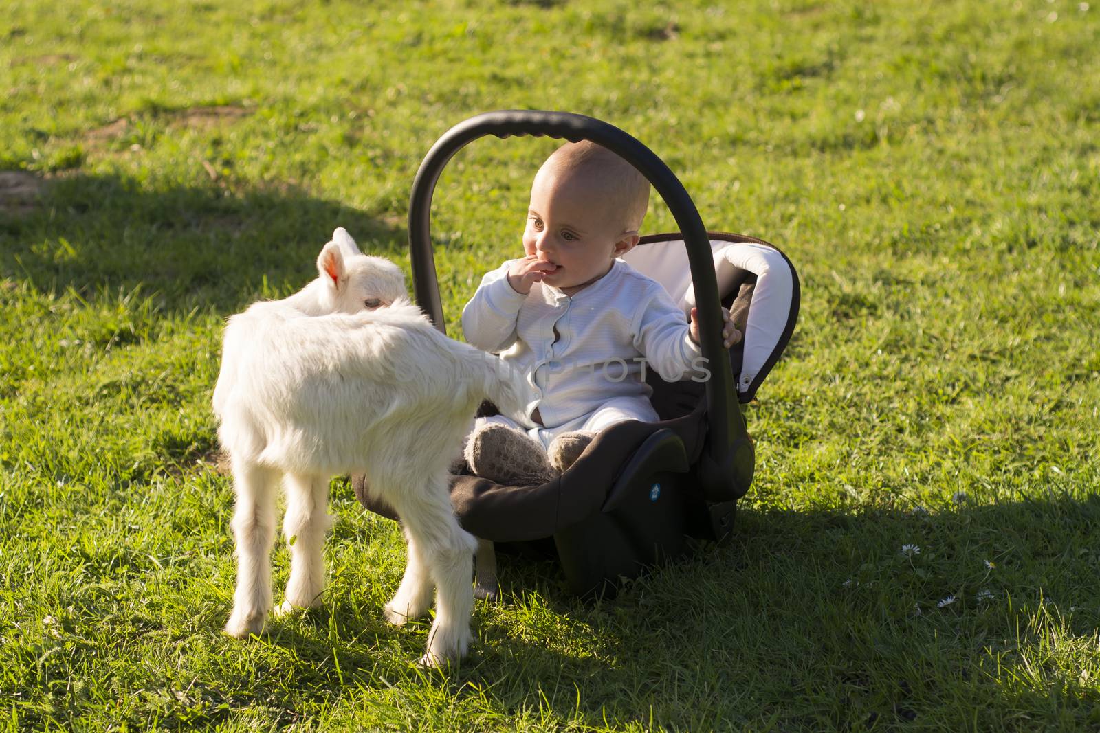 Baby in the car seat and little goat on grass playing