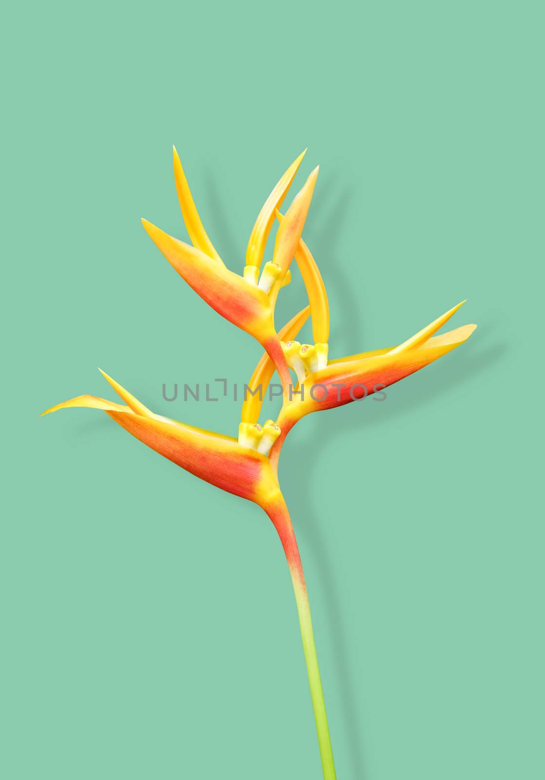 Heliconia flower with shadow on green background minimal summer with clipping path