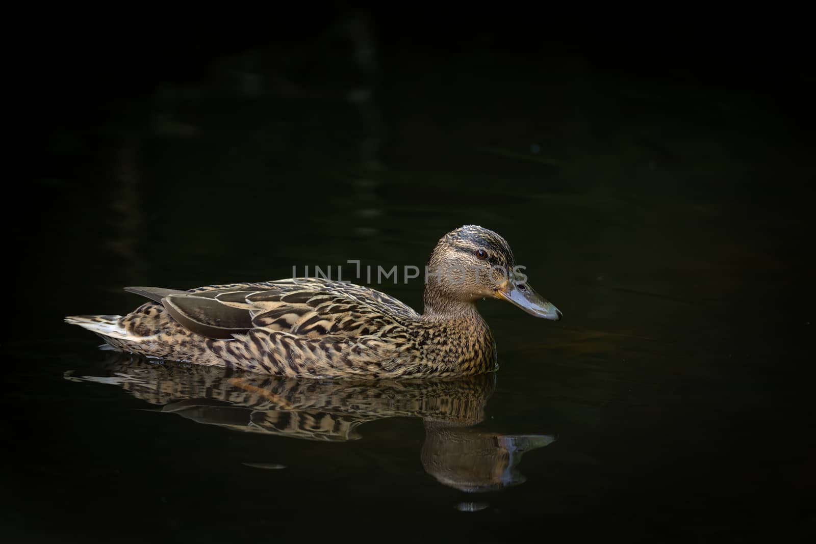 Lone female mallard duck floats on black water, lit only by sunlight, giving a plain background.