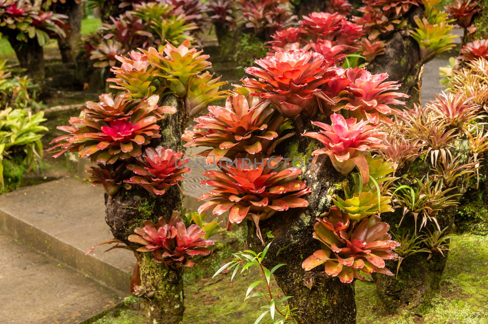 bromeliad plants in an outdoor garden