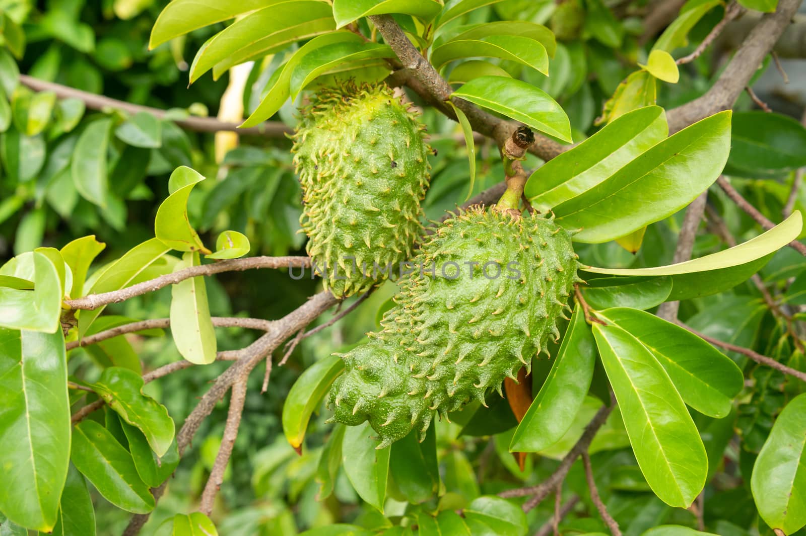 Soursop fruits on their trees by mbruxelle
