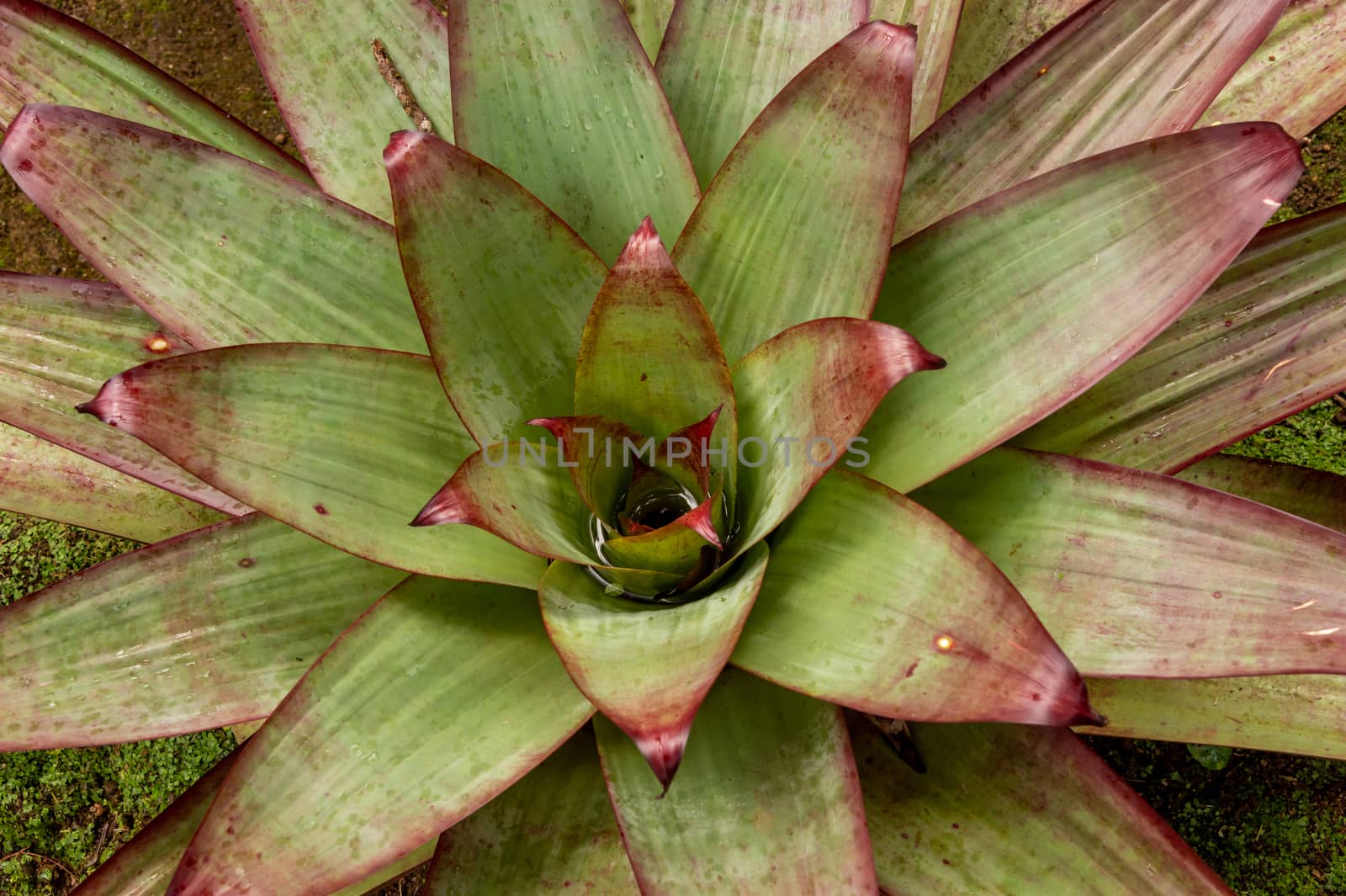 bromeliad plant in an outdoor garden by mbruxelle