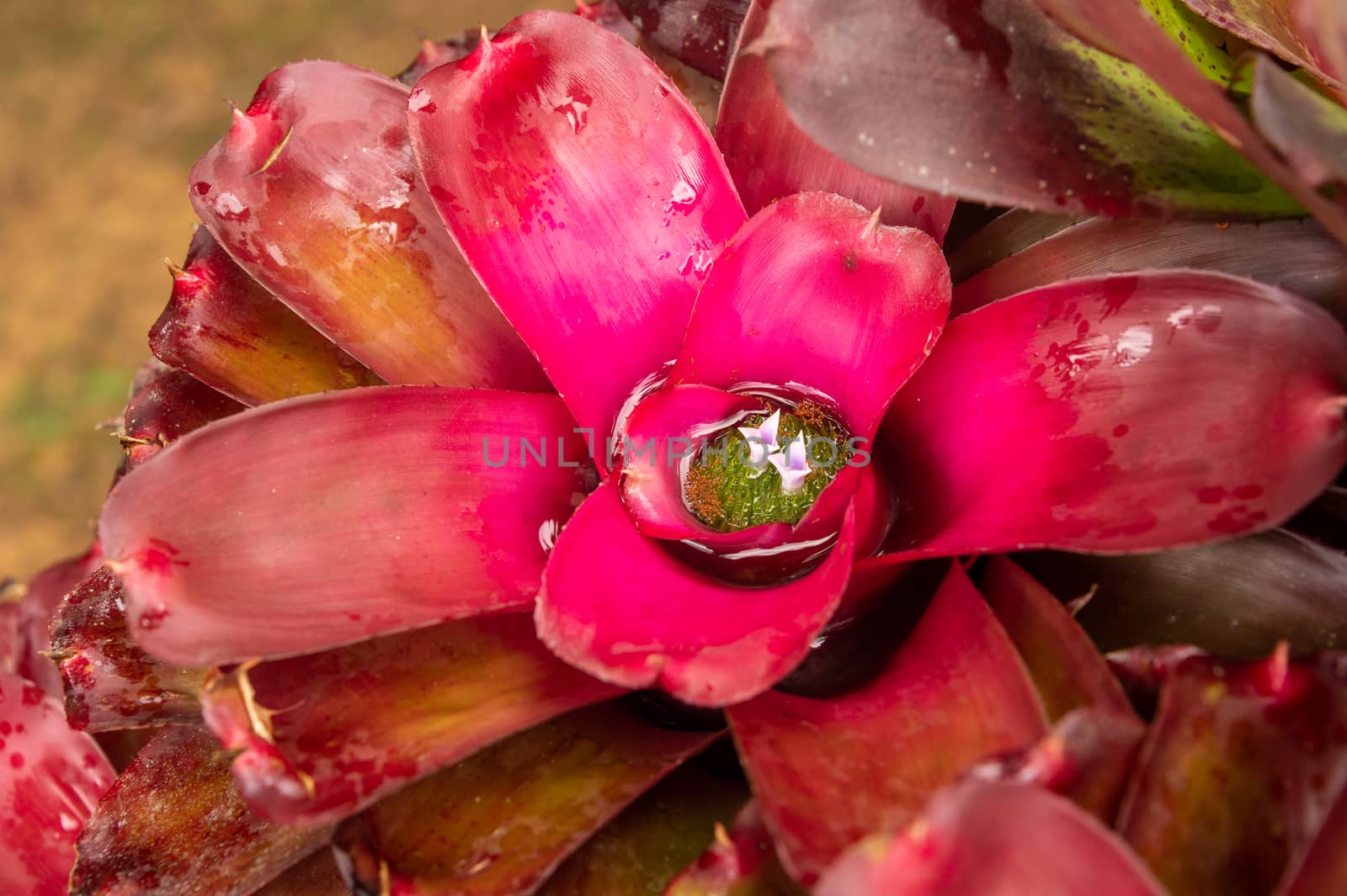 bromeliad plant in an outdoor garden by mbruxelle