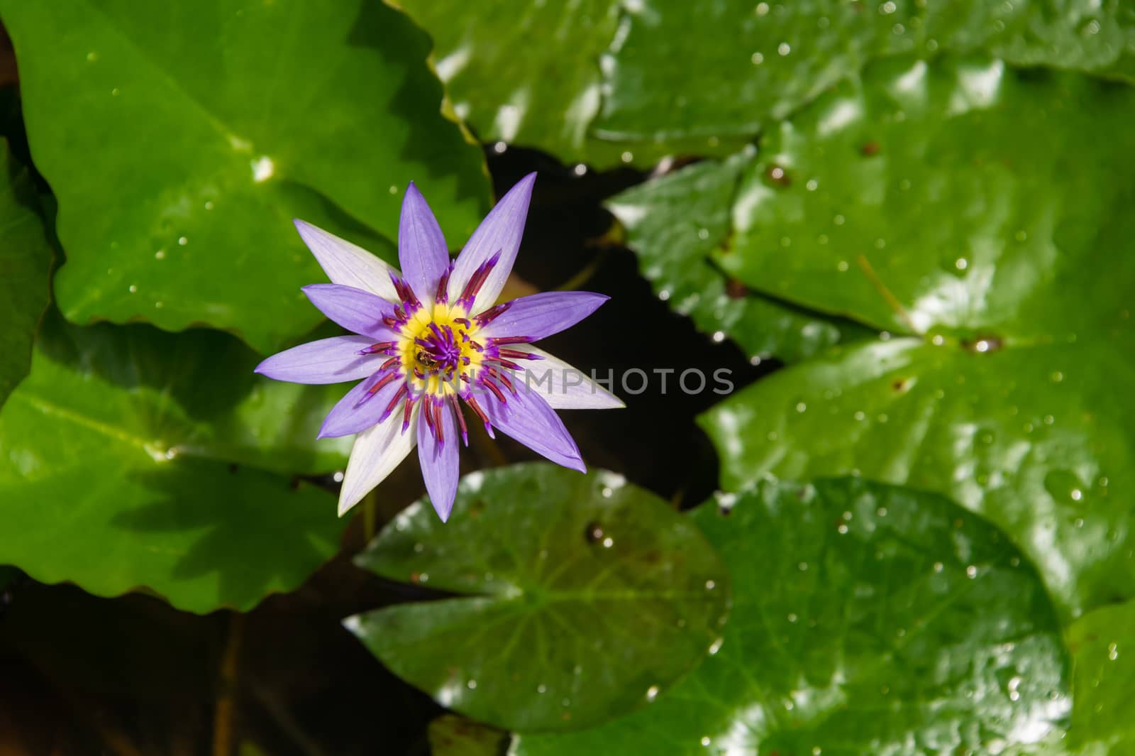 Purple  Nymphaea Water Lily (nenuphar) by mbruxelle