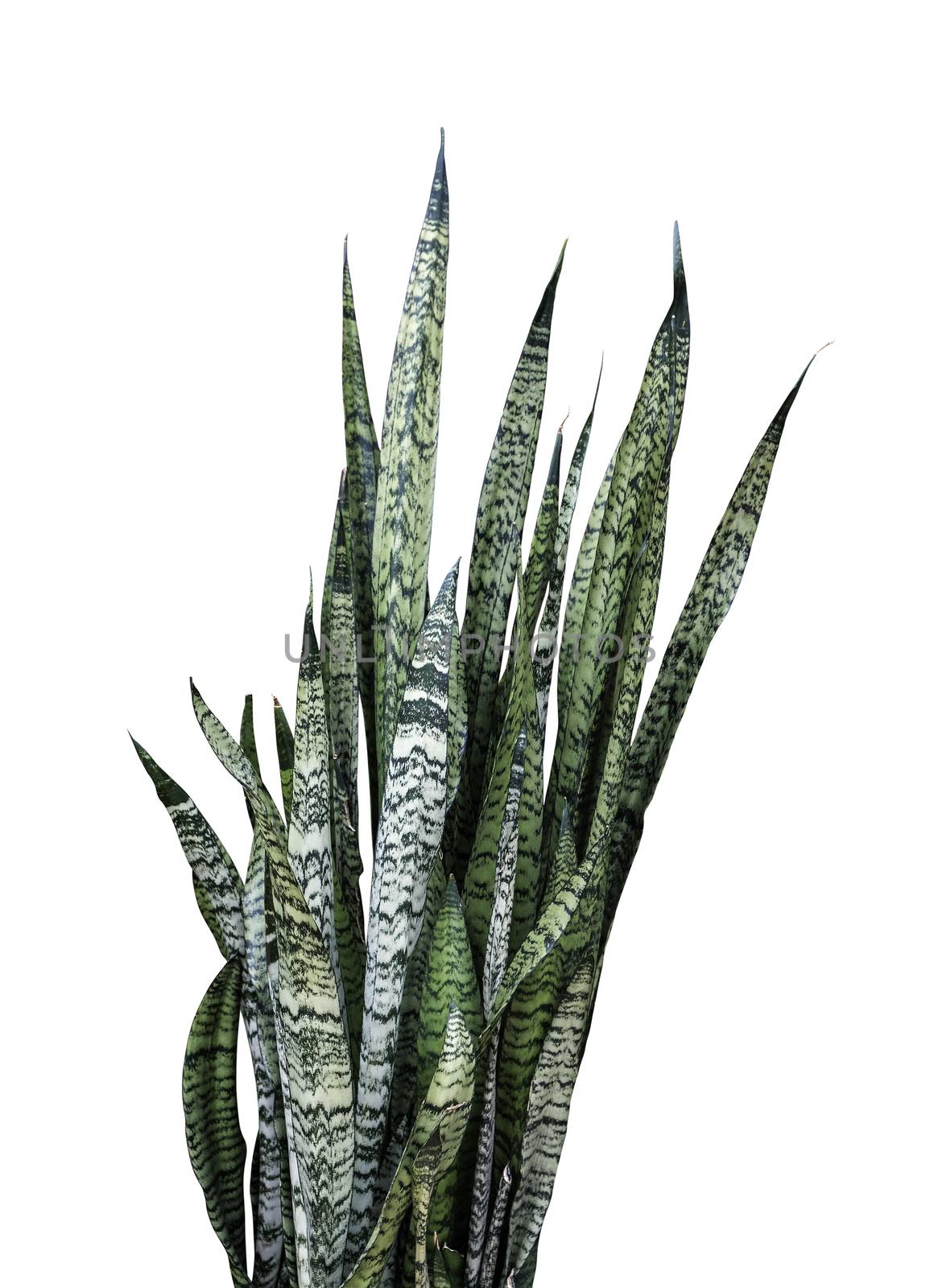 Sansevieria trifasciata or Snake plant isolated on white backgro by Myimagine