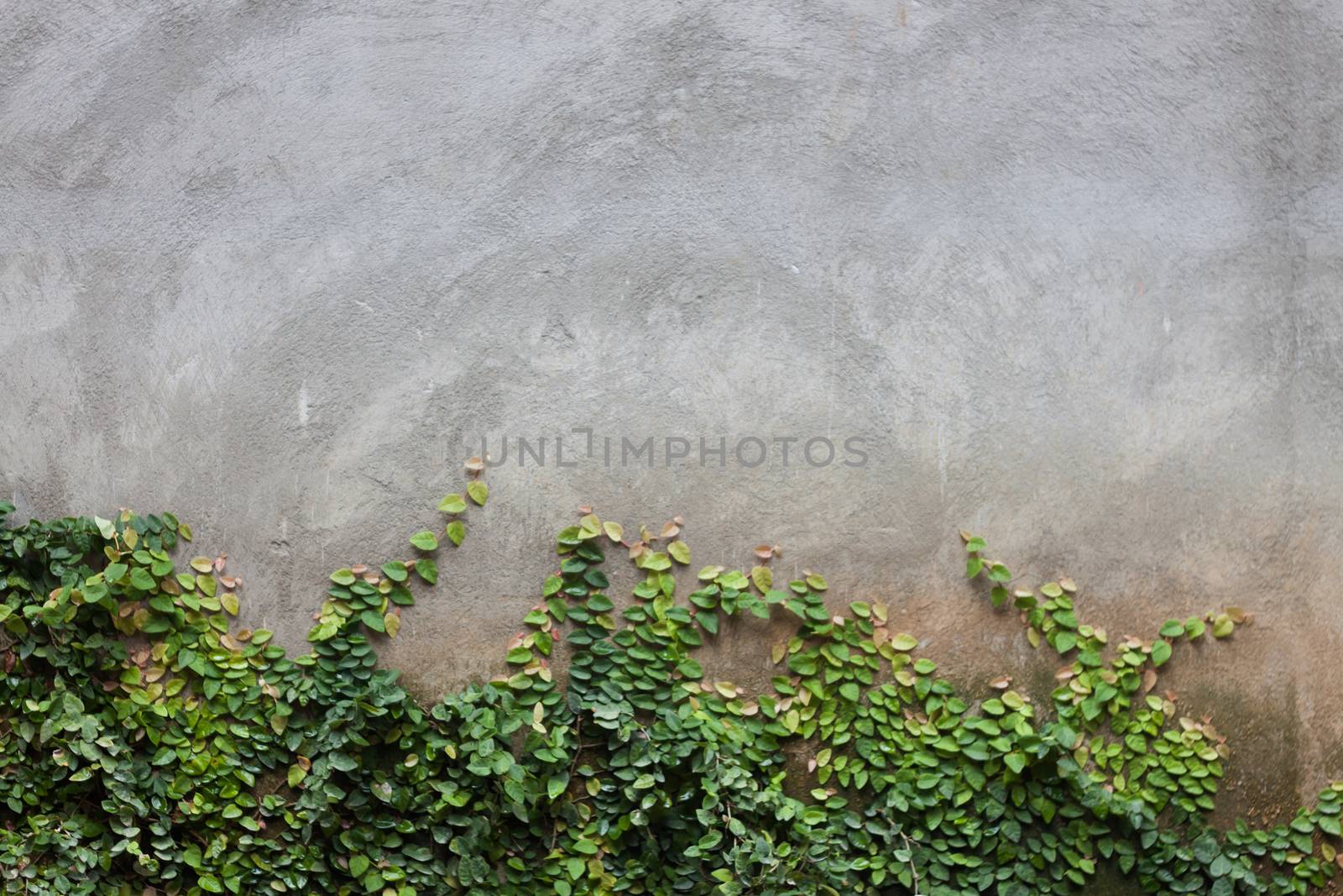 Green leaf on brick wall, stock photo