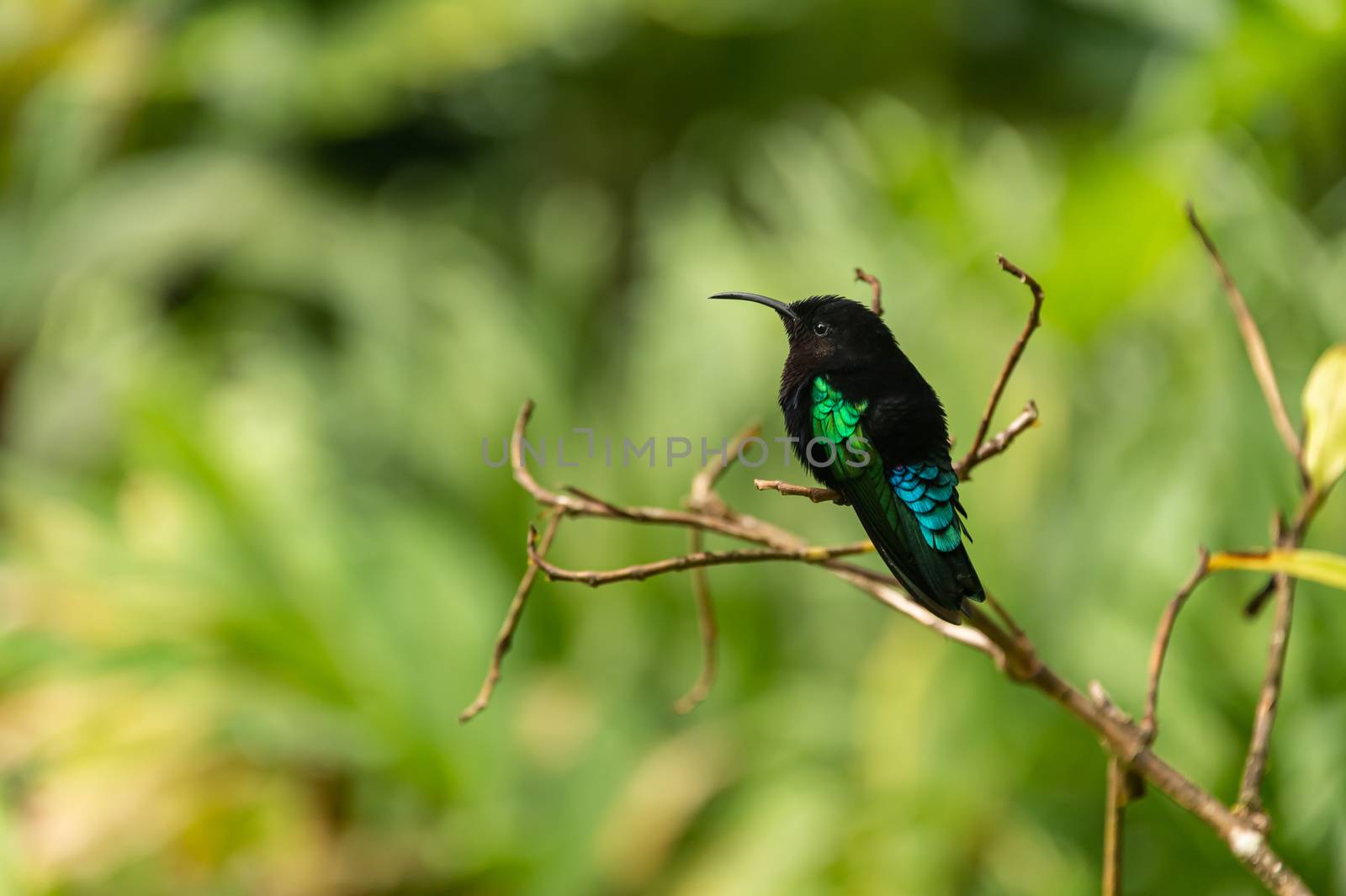 Purple-throated carib (Eulampis jugularis)  by mbruxelle