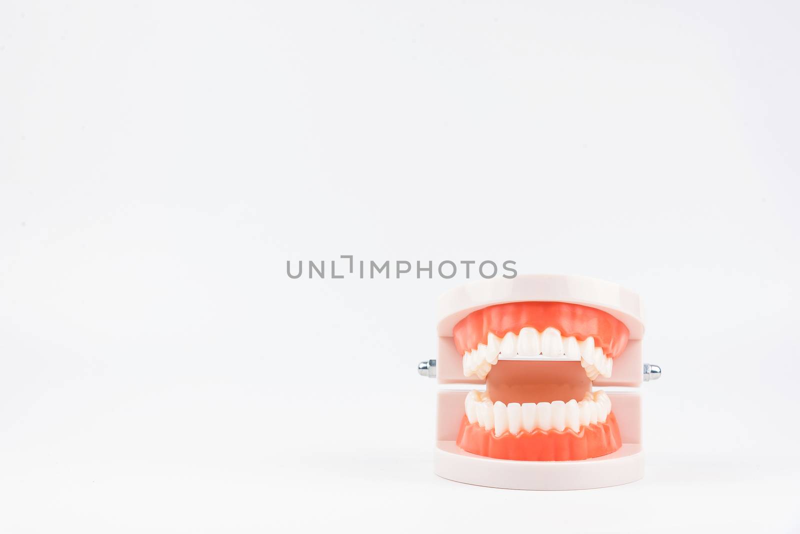 acrylic human jaw model for studying oral hygiene