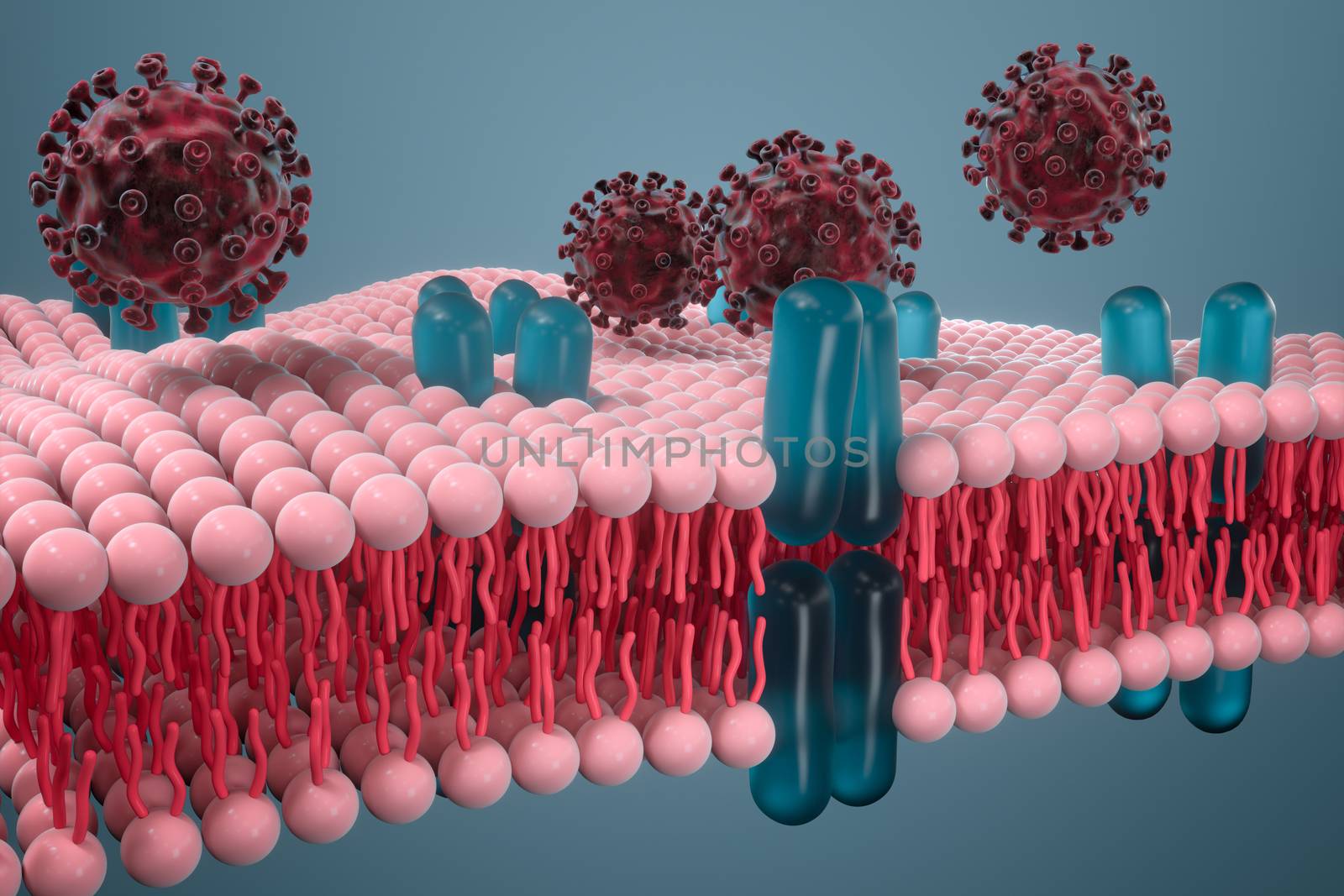 Cell membrane and coronavirus, medical concept, 3d rendering. Computer digital drawing.