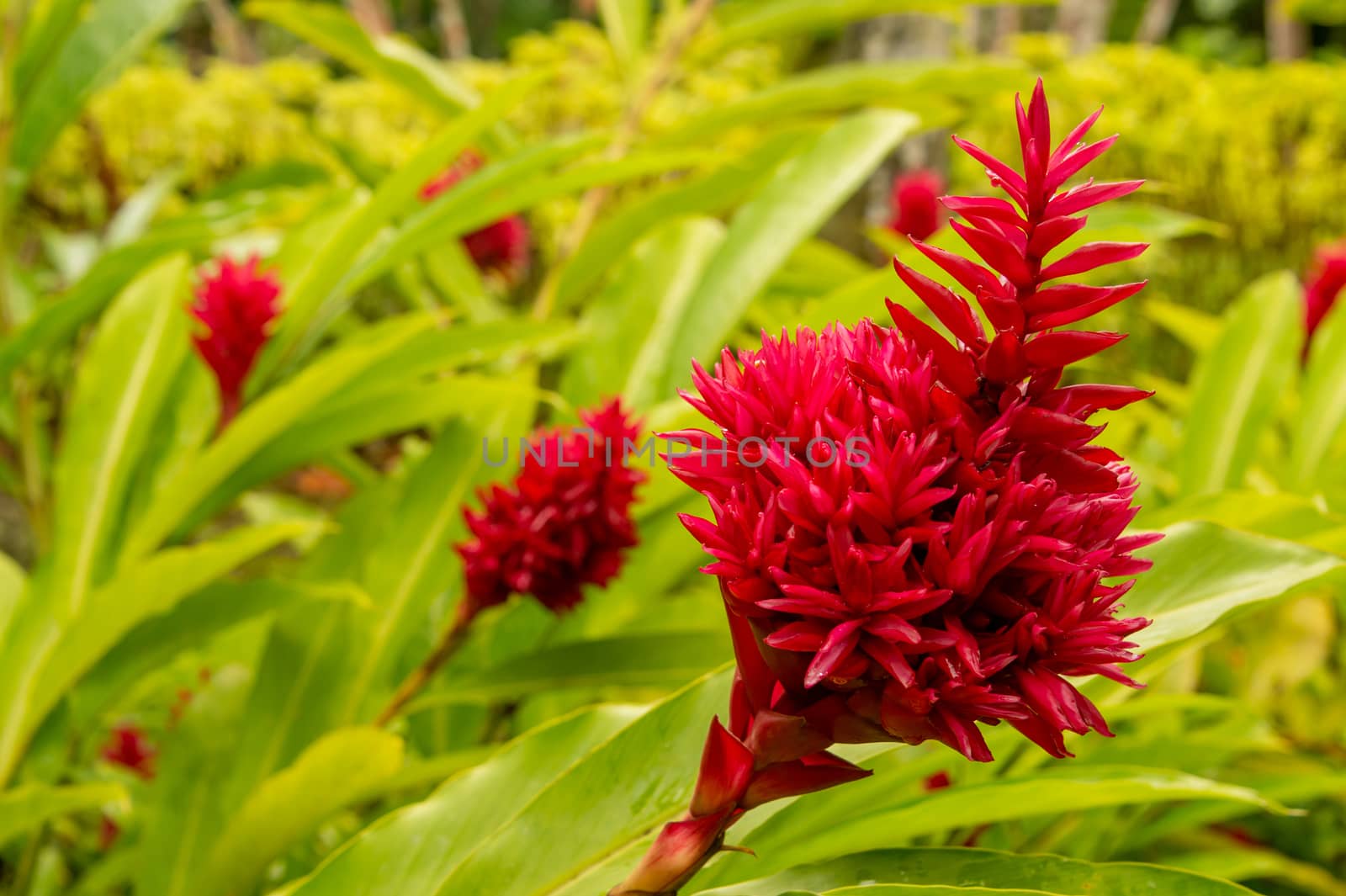 Alpinia purpurata Tahitian Double