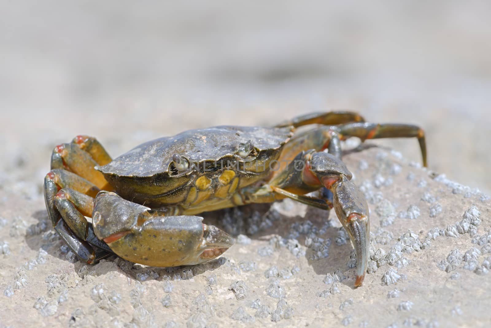 A crab standing out on a rock covered with many barnacles on a bright sunny day