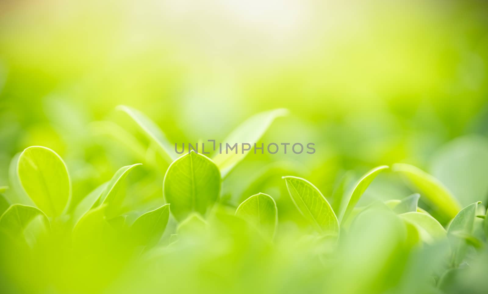 Beautiful attractive nature view of green leaf on blurred greene by mthipsorn