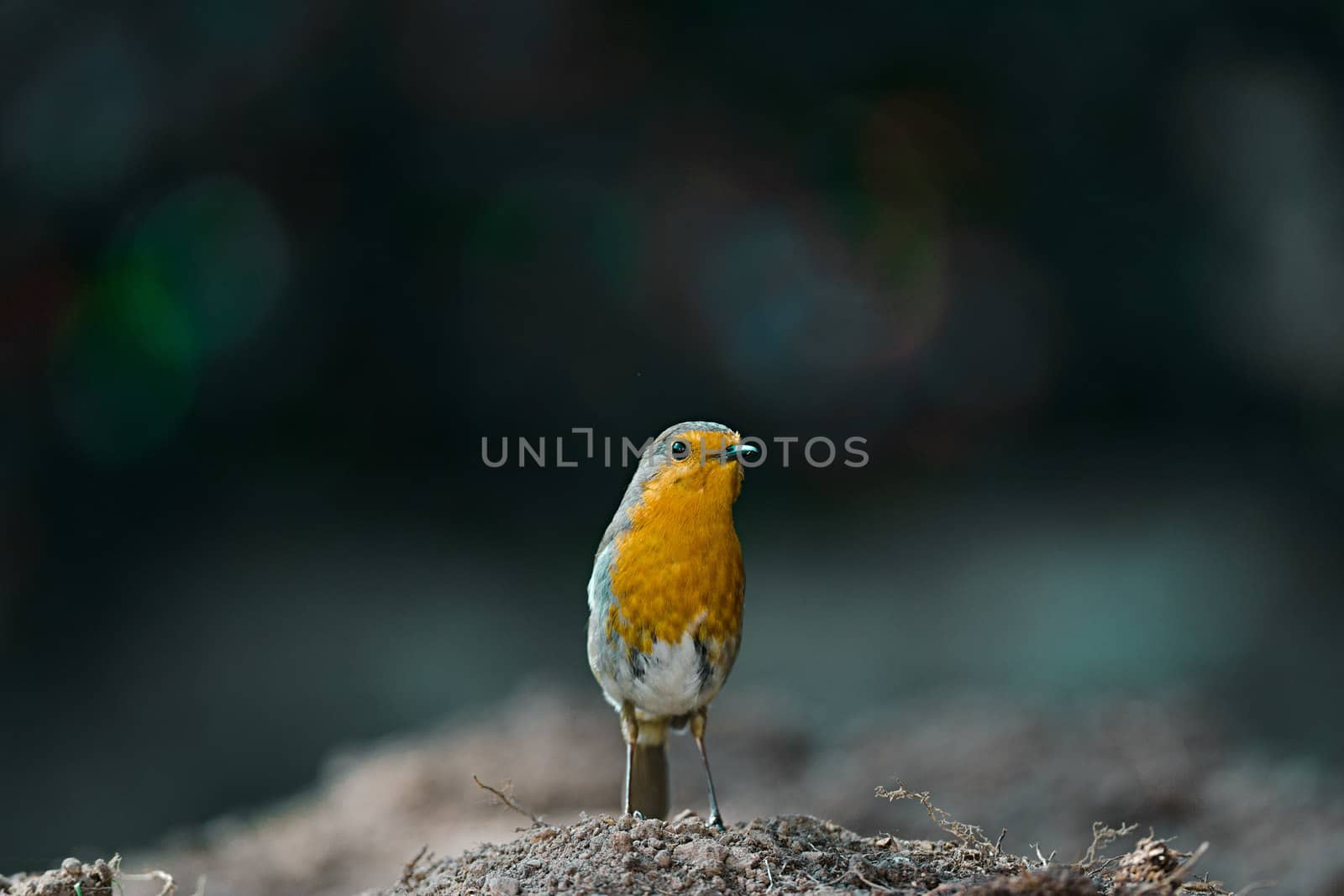 A redbreast robin stands on mud after foraging for bugs. his beady eye looks directly at the camera.