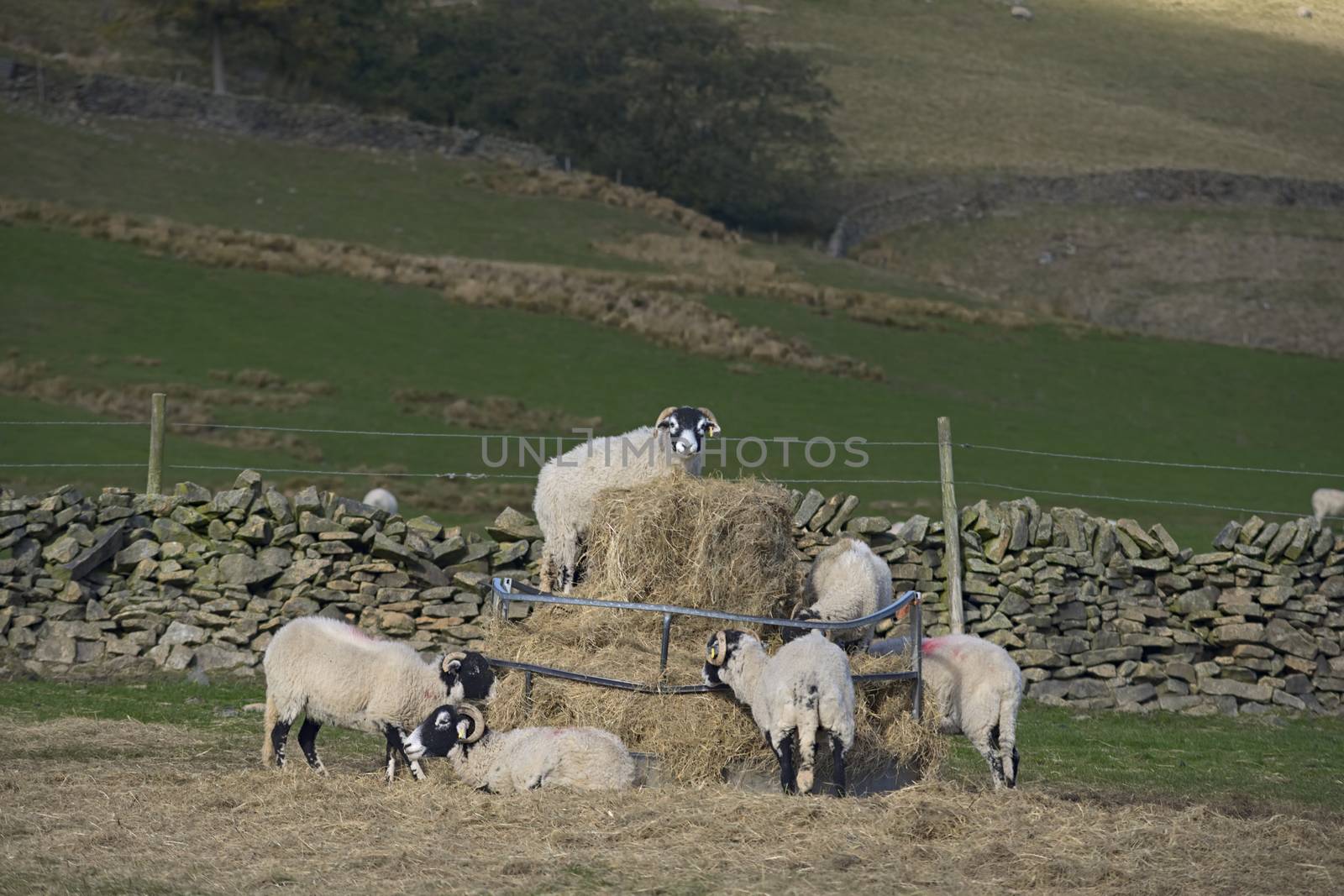 sheep clamber about on this hay stack feeder, with one at the top looking directly at the camera