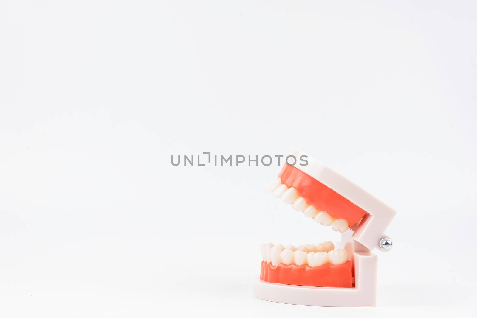 acrylic human jaw model for studying oral hygiene by Bubbers