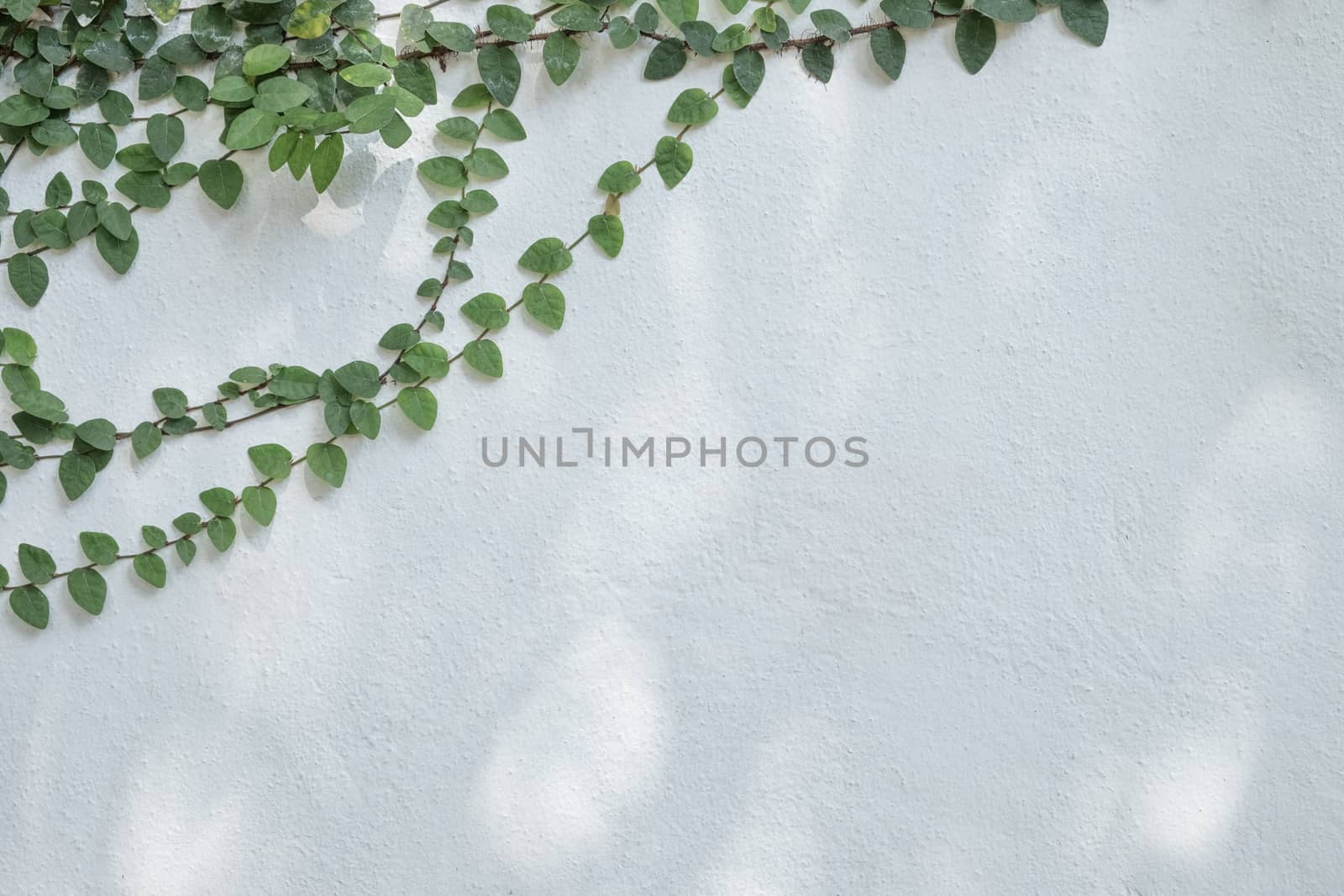 Tree branch with green foliage on old cement wall background.