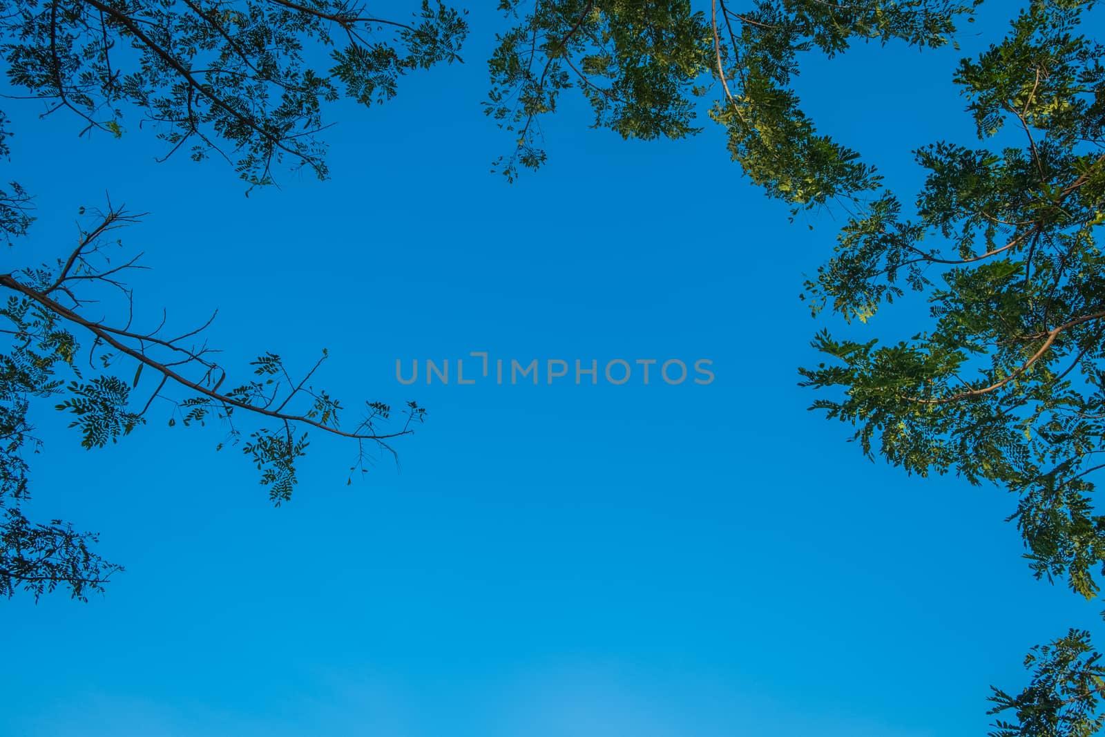 under the tree shade and blue sky with copy space.