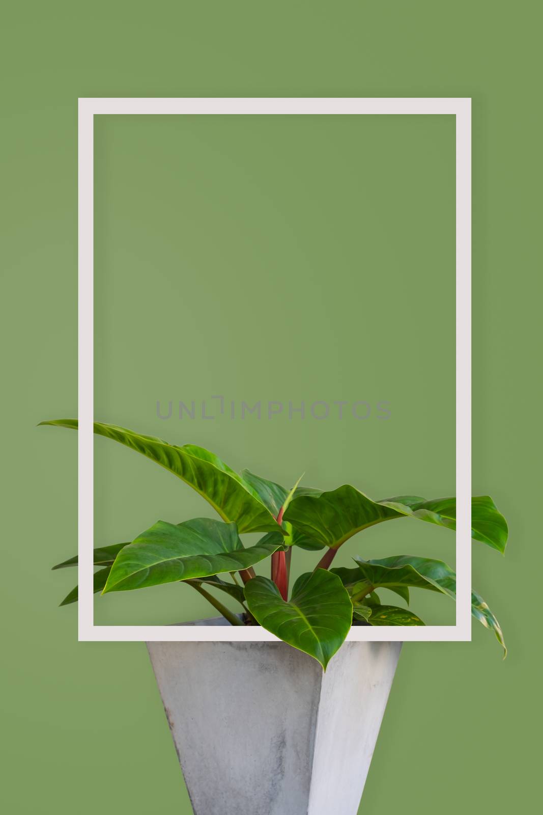 Tropical leaves Homalomena rubescens Kunth on green background with white frame, minimal picture with copy space.