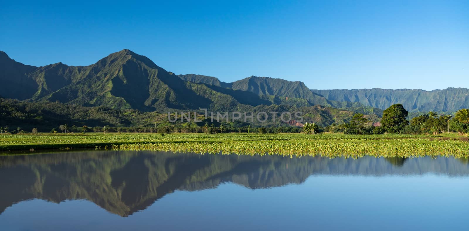 Taro leaves frame the Na Pali mountains in Kauai by steheap