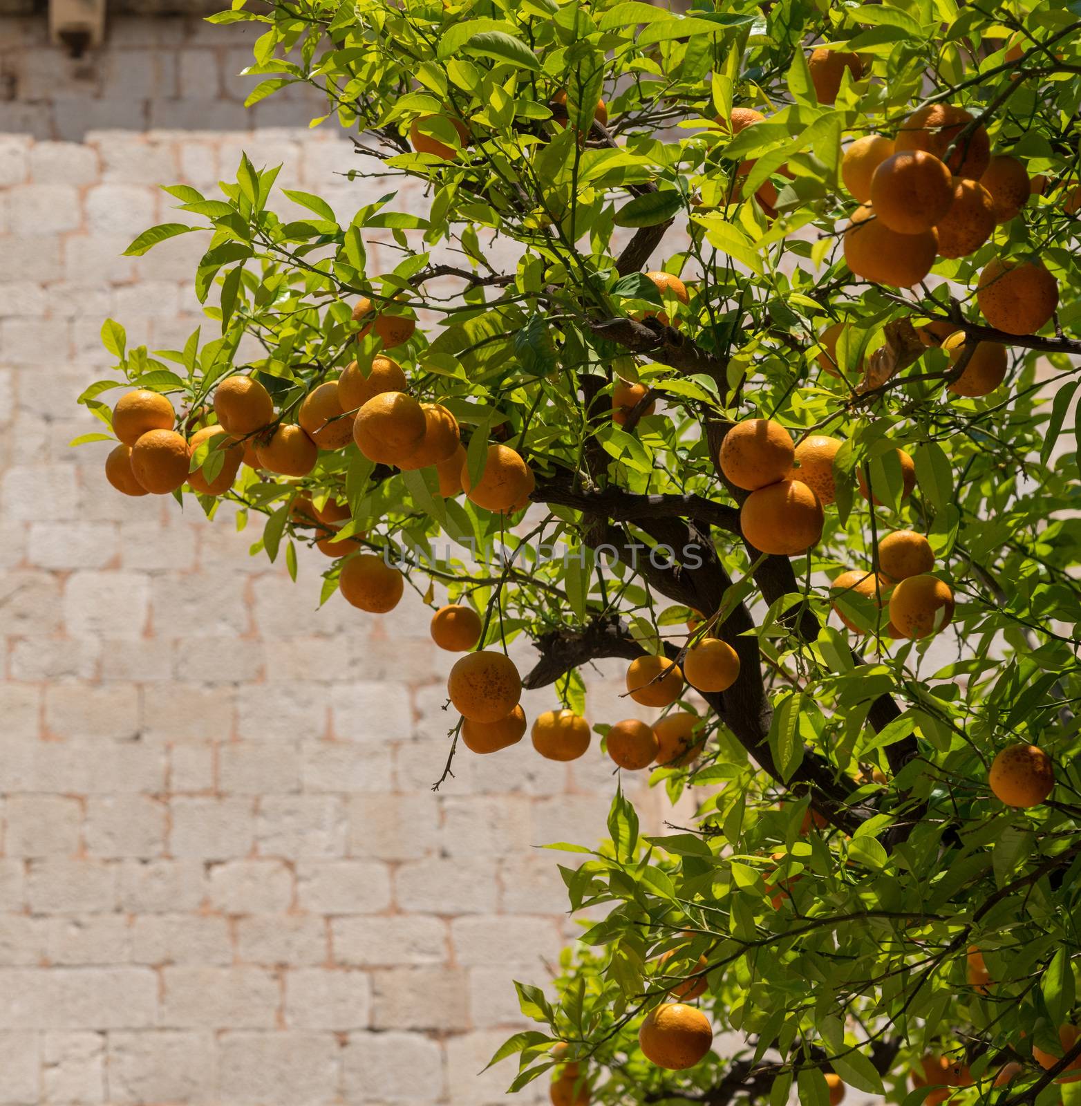 Oranges growing in courtyard of monastery by steheap