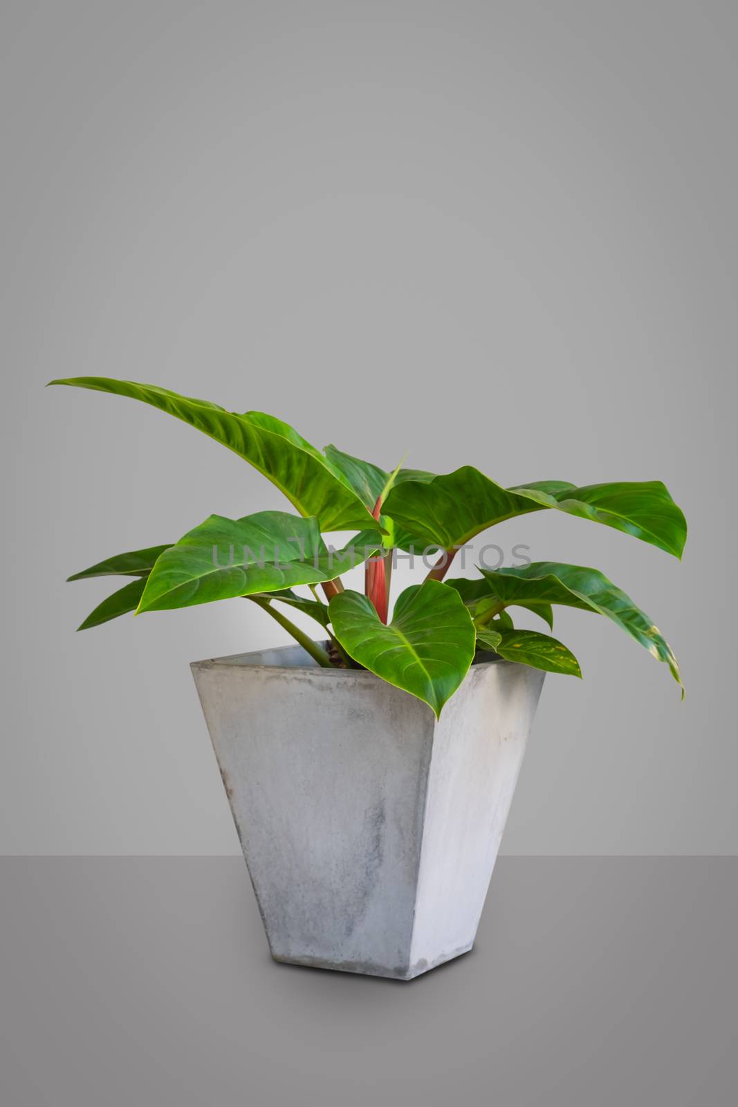 Tropical leaves Homalomena rubescens Kunth on green background, minimal picture with copy space.