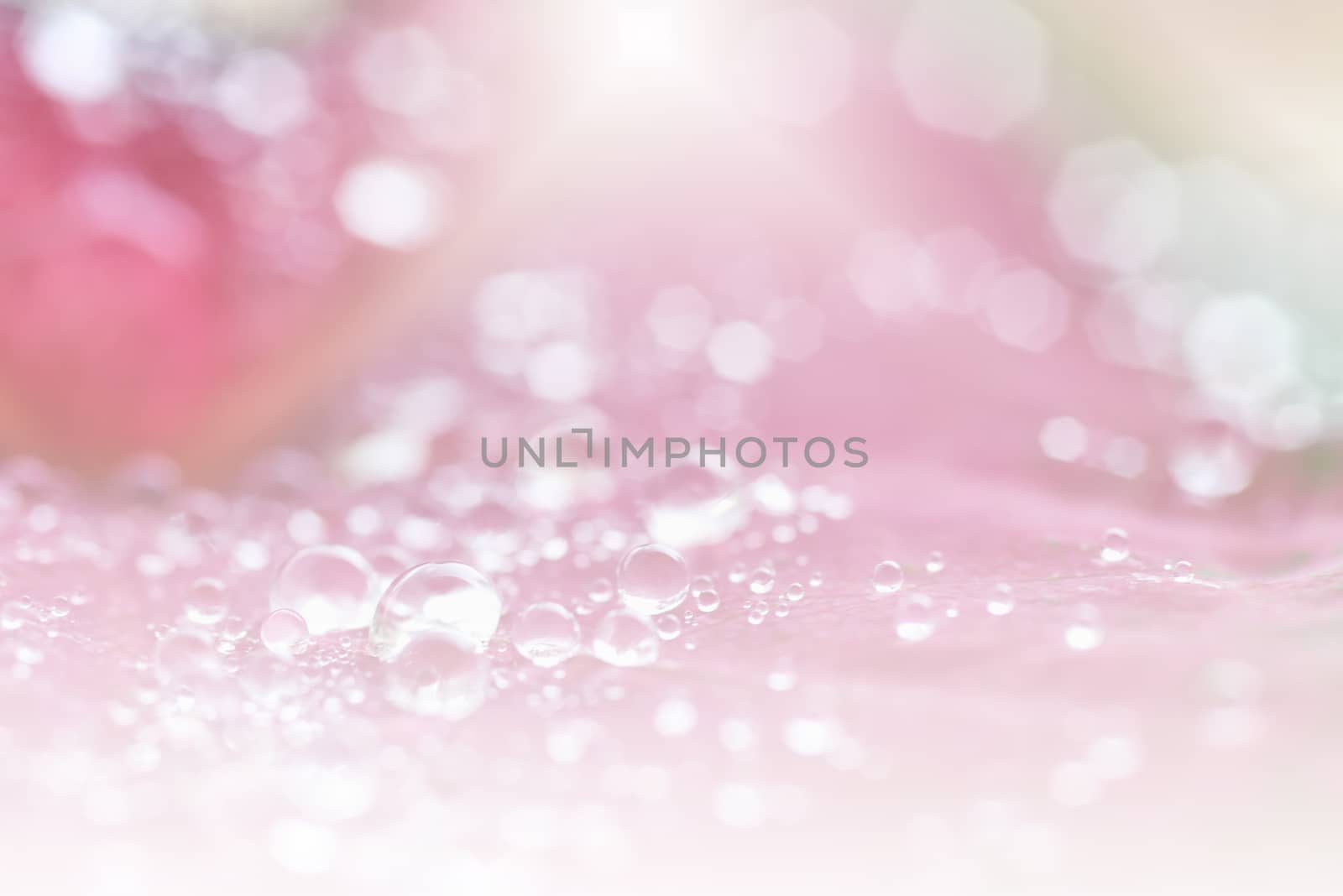 Abstract transparent drop of dew water sparkles in the rays of bright light close-up macro. Water droplets on beautiful natural leaves in blurred style for the background. Soft Selected focus