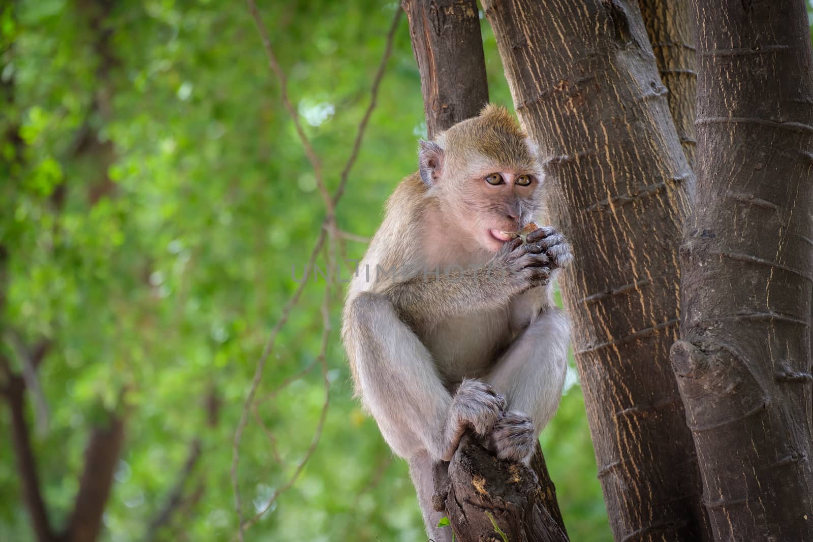 Monkey sitting on a tree happily in the tropical jungle of Thailand.