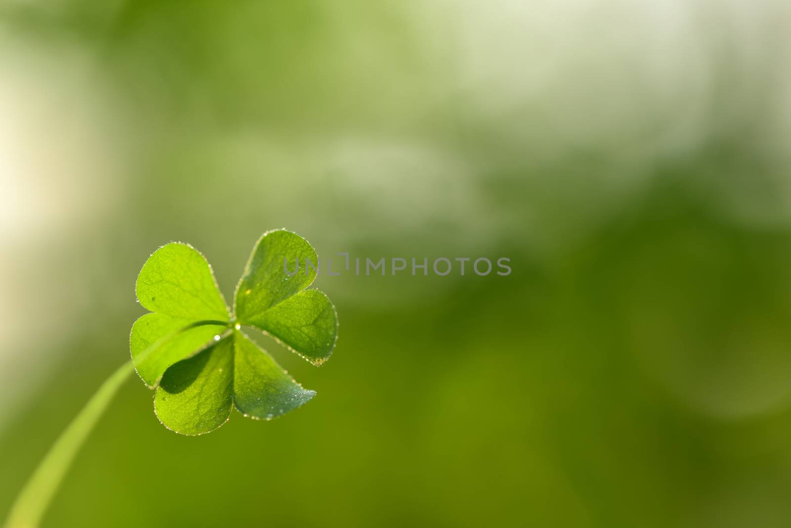 Irish Clover Leaf for St. Patricks Day Background. Soft Selective focus