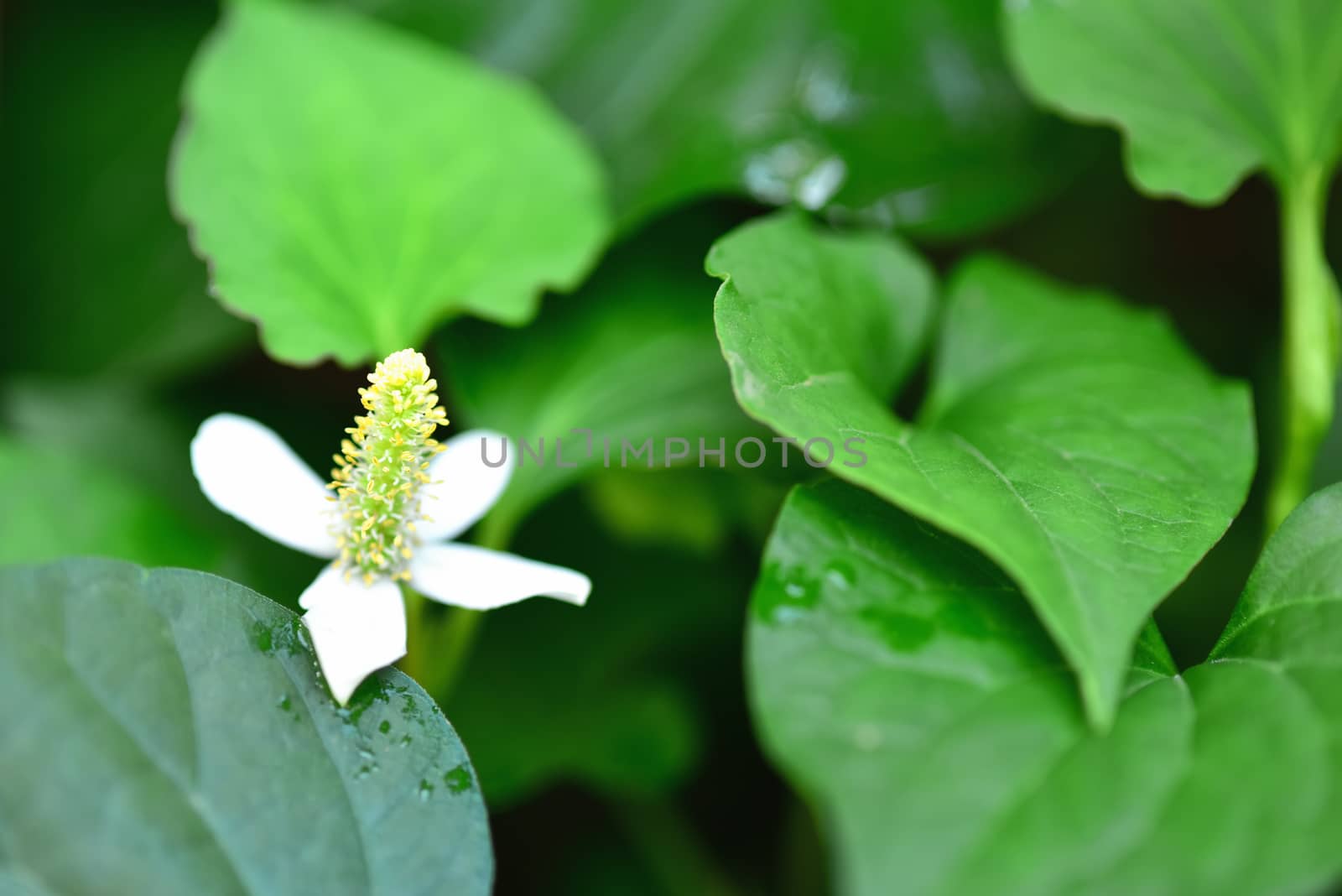 Houttuynia Cordata Thunb herbs and vegetables. and flower of  dokudami Houttuynia cordata a native vegetable. Soft selected focus