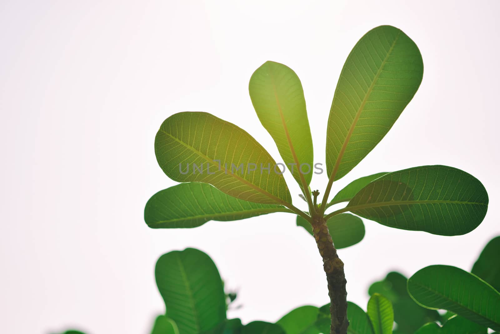 Closeup nature view of green leaf in garden with Beautiful sunlight in the morning. with copy space using as background natural green plants landscape, ecology, fresh wallpaper concept. Selected focus