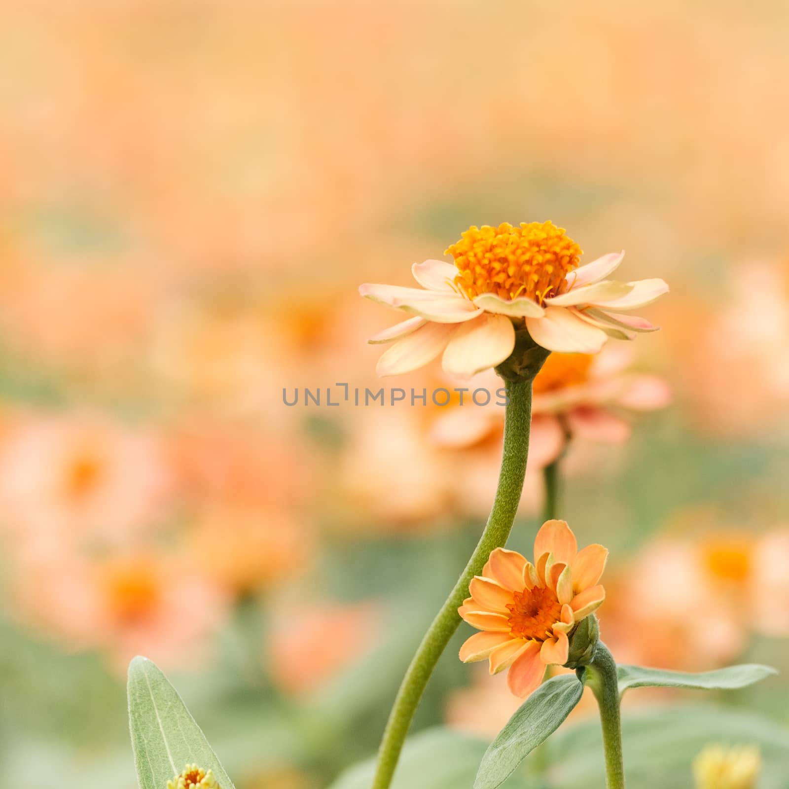 orange flower by feelartfeelant